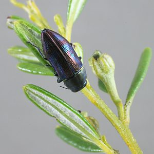 Melobasis splendida (Grey form), PL3571, male, from Beyeria lechenaultii, EP, 8.2 × 3.3 mm